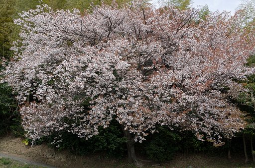 山桜