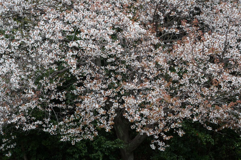 山桜
