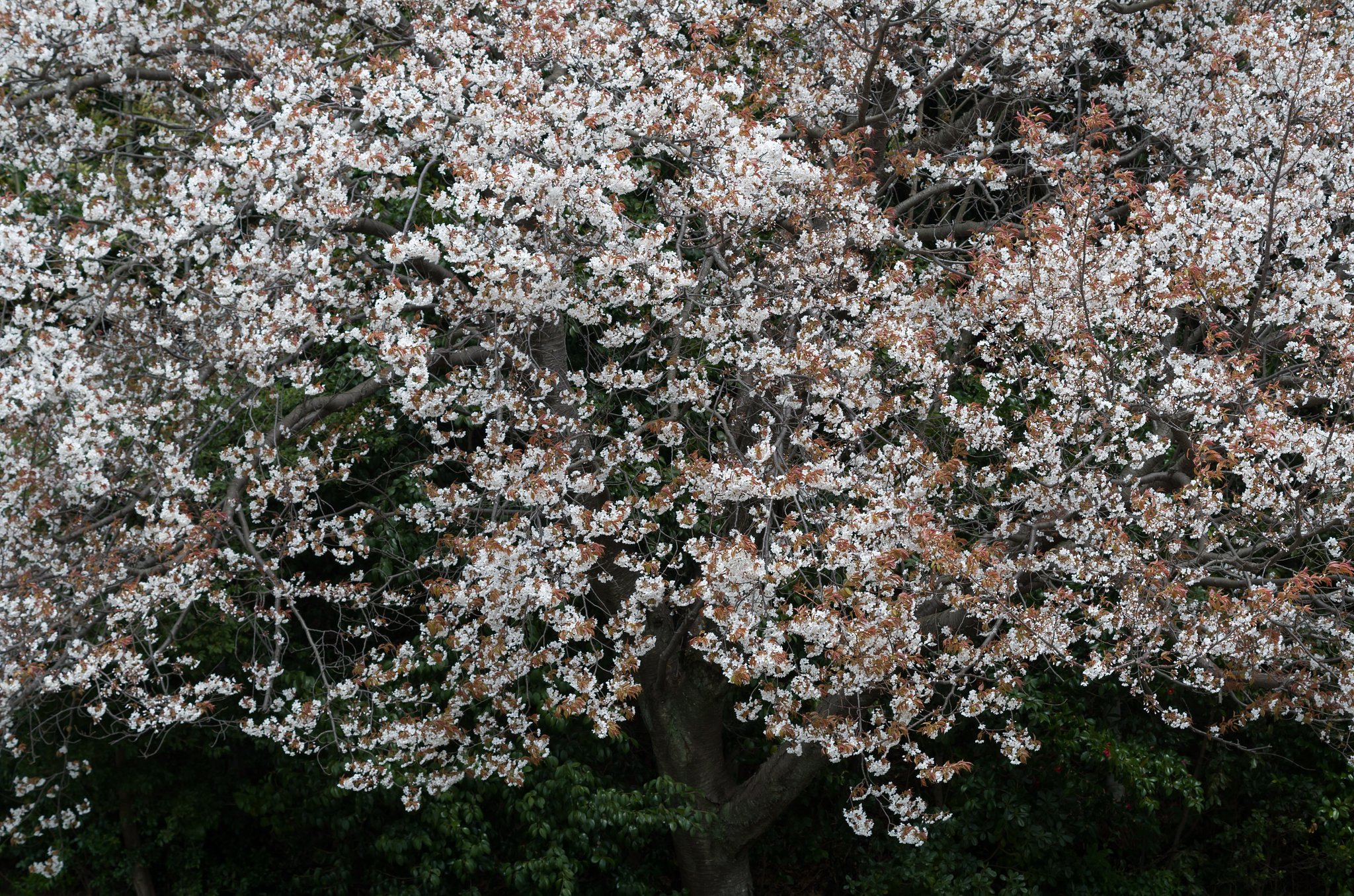 山桜