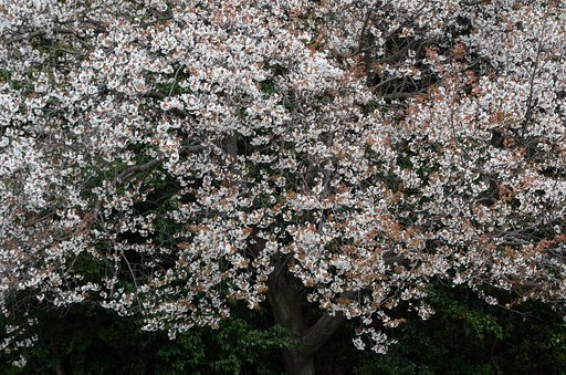 山桜