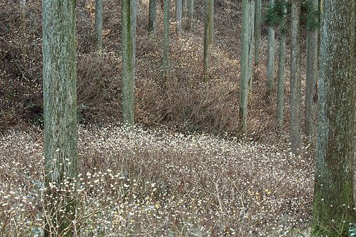朝のミツマタ Ⅱ