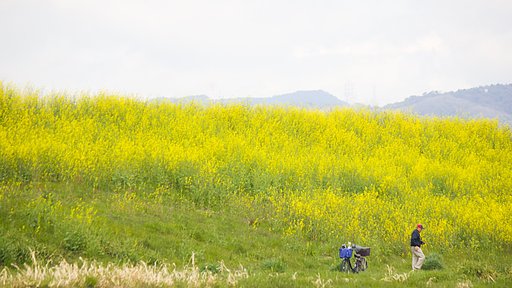 【美の国】 菜の花咲く頃