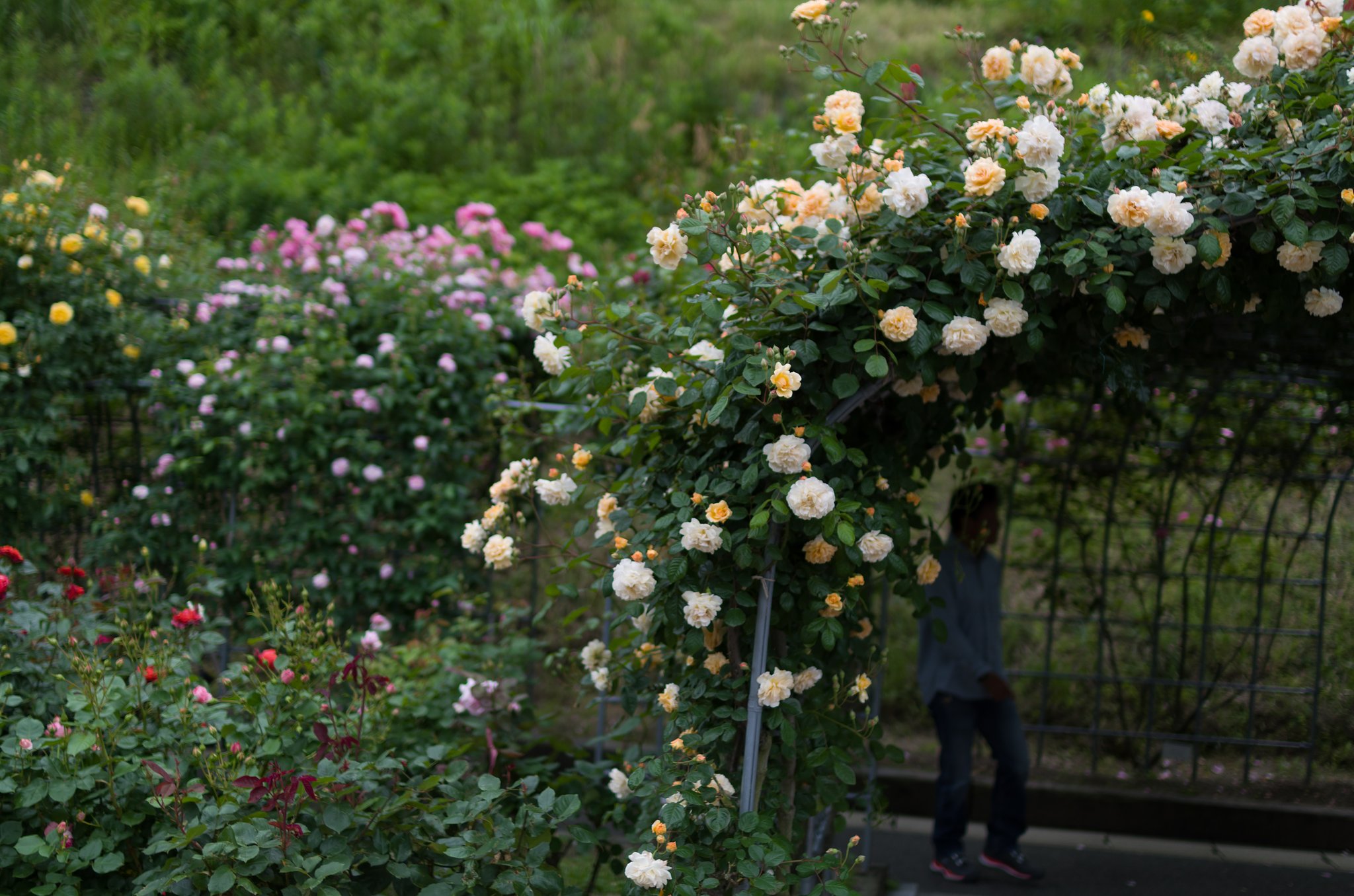 SIGMA 30mm F1.4 DC HSM