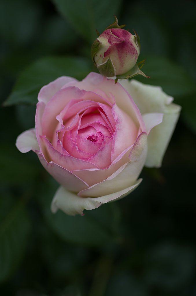 SIGMA MACRO 70mm F2.8