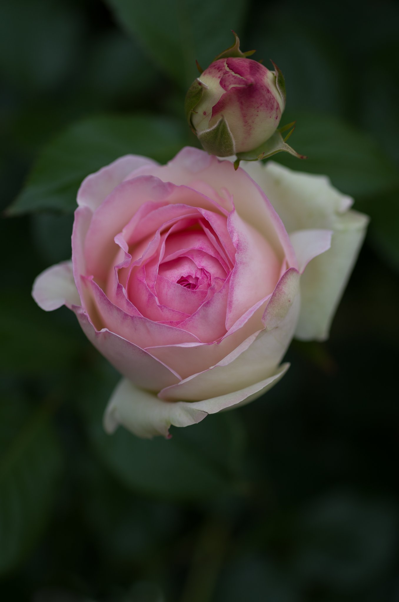 SIGMA MACRO 70mm F2.8