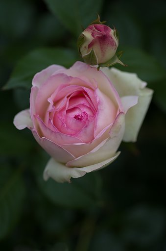 SIGMA MACRO 70mm F2.8