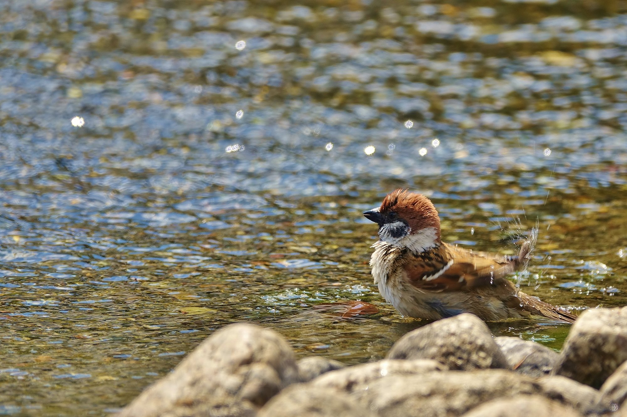 スズメ