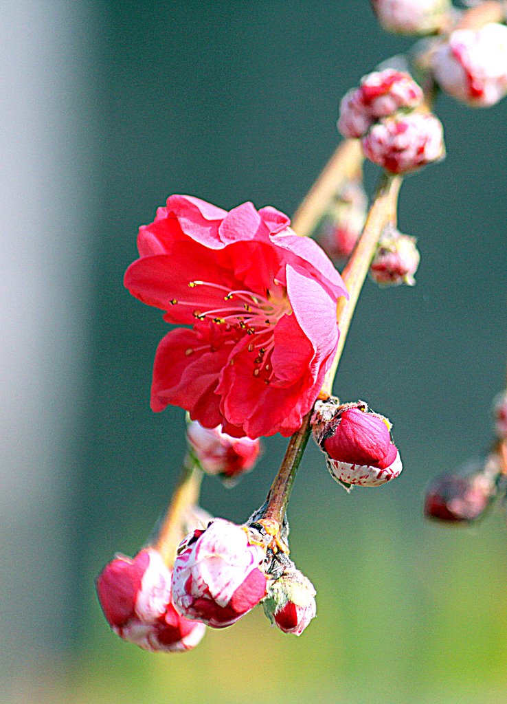 梅の花　３