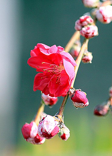 梅の花　３