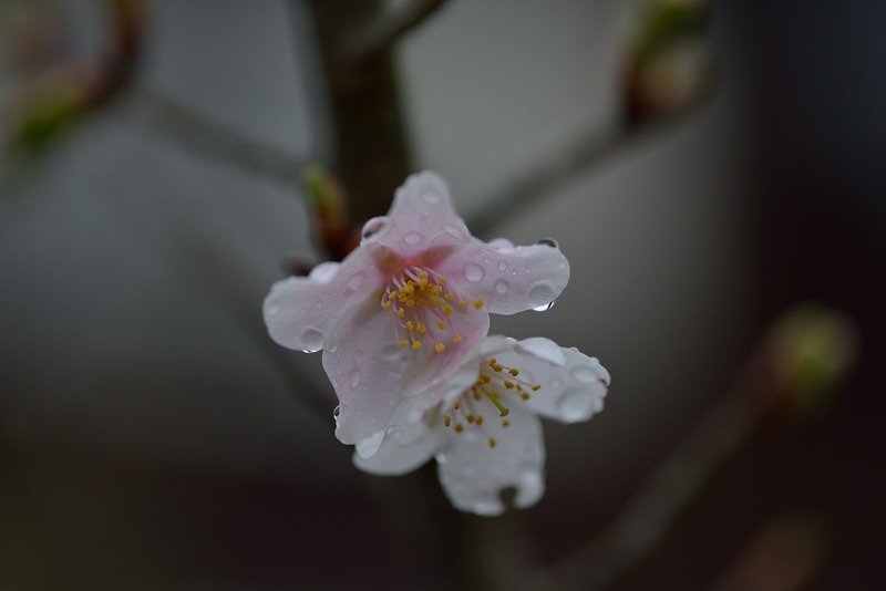 開花