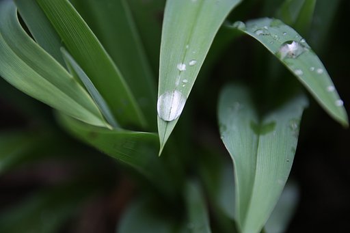 雨粒で遊びました