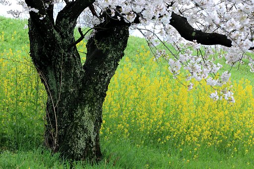上も下も花です