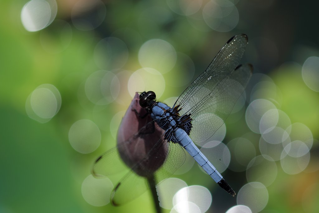 Tom-Bokeh