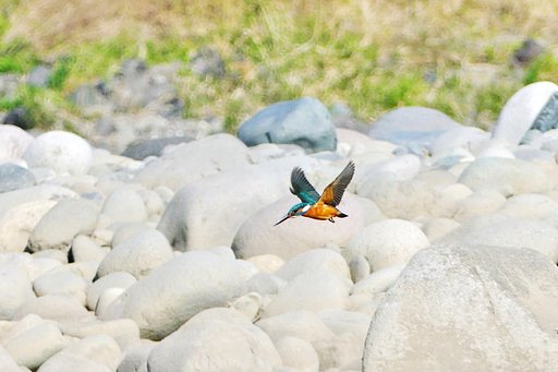 カワセミ