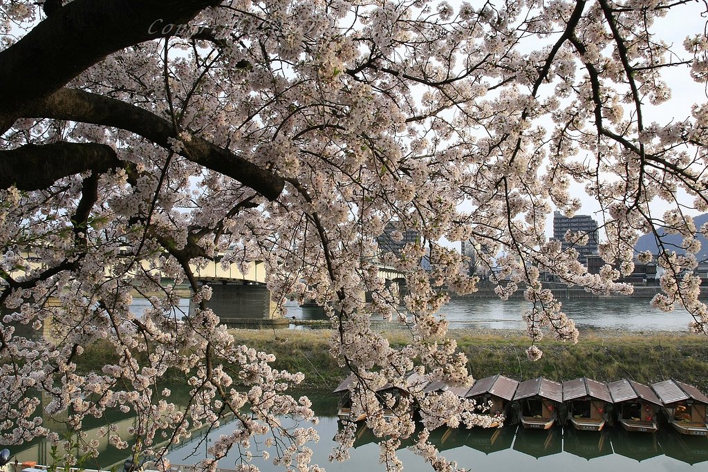 朝陽を浴びる桜
