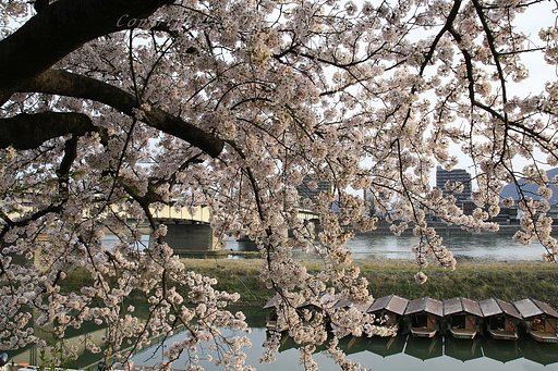 朝陽を浴びる桜