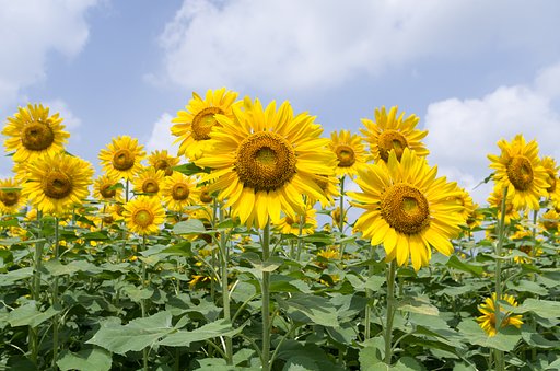 向日葵