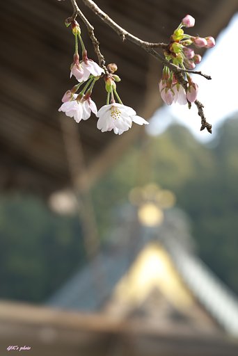 FE100mm F2.8 STF GM OSS