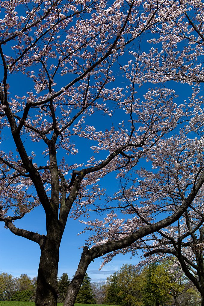 SUMMICRON-M 35mm F2 ASPH
