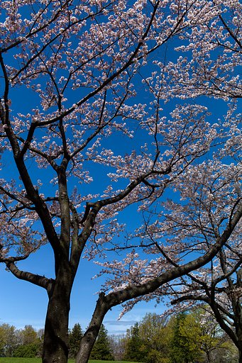 SUMMICRON-M 35mm F2 ASPH