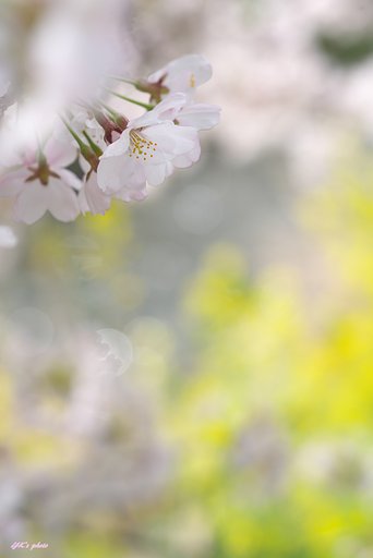 FE100mm F2.8 STF GM OSS