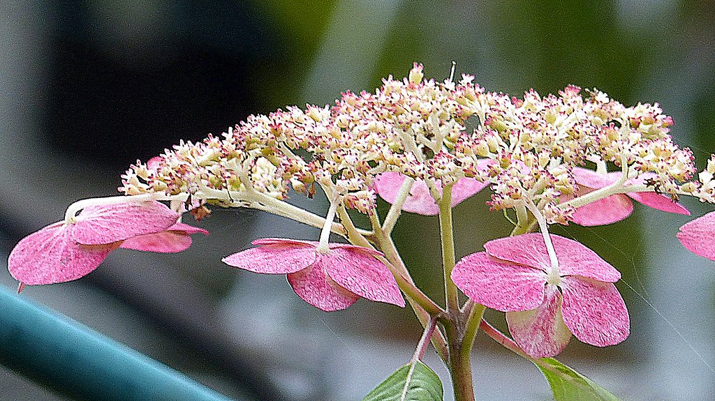 赤い紫陽花