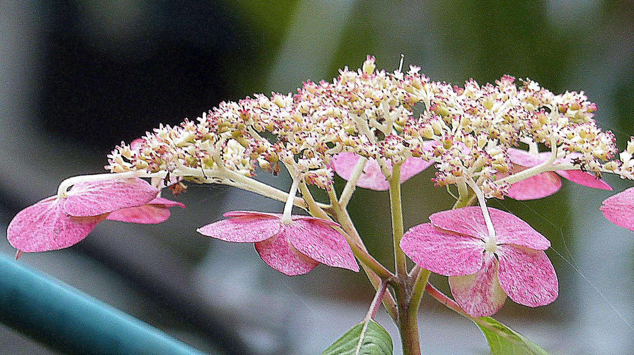 赤い紫陽花