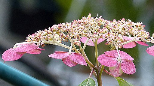 赤い紫陽花