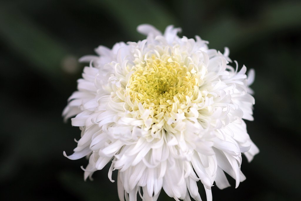 キク科の花