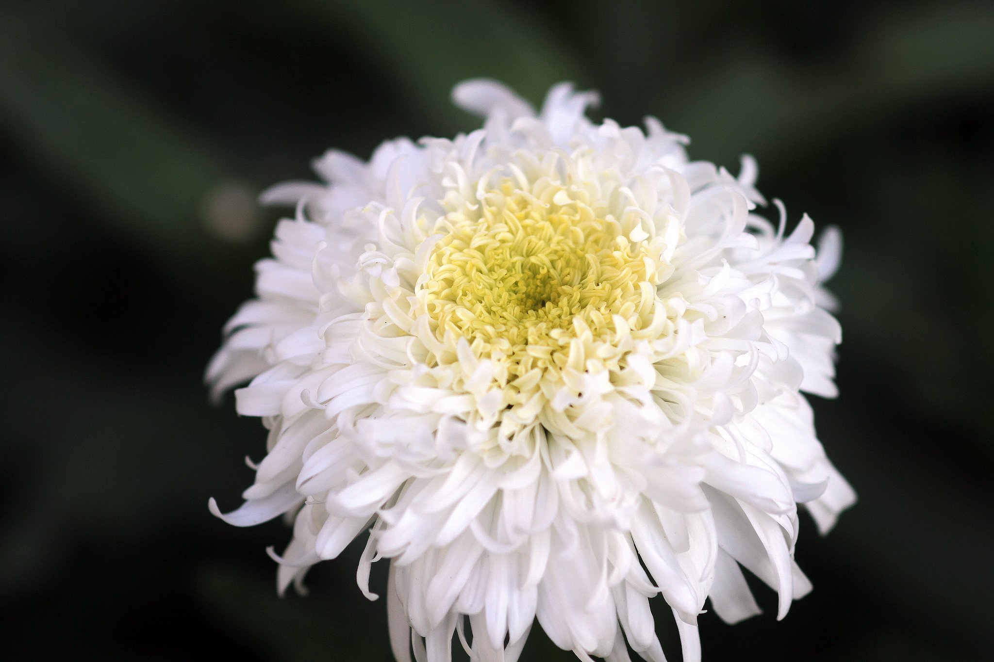 キク科の花