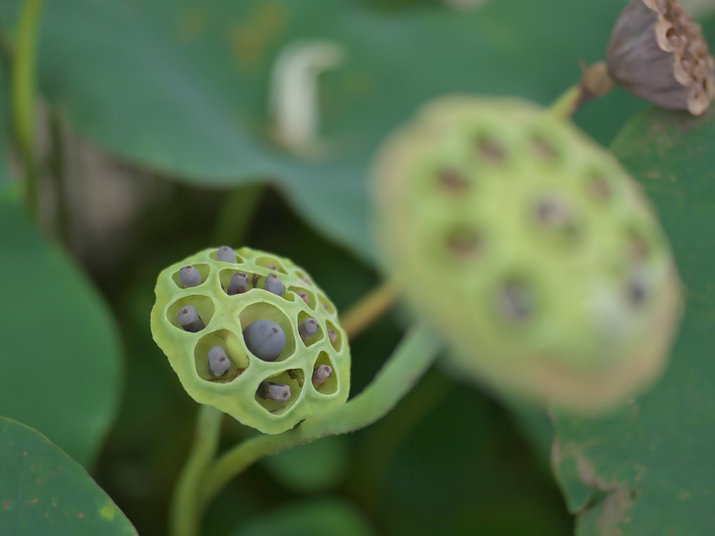 花托