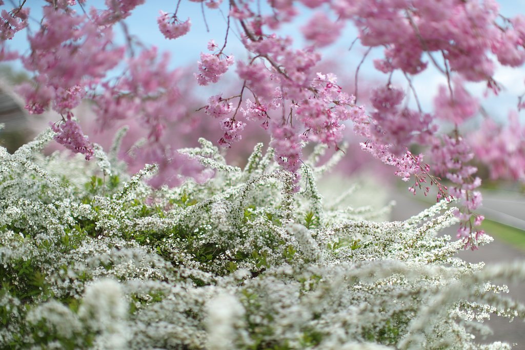 EF50 F1.2 L