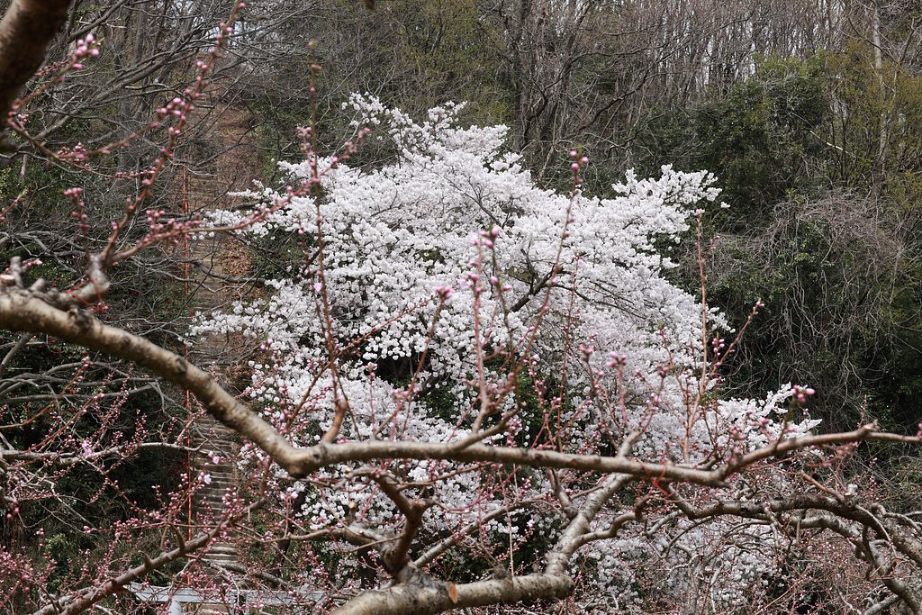 愛宕さまの桜　惨敗・・・