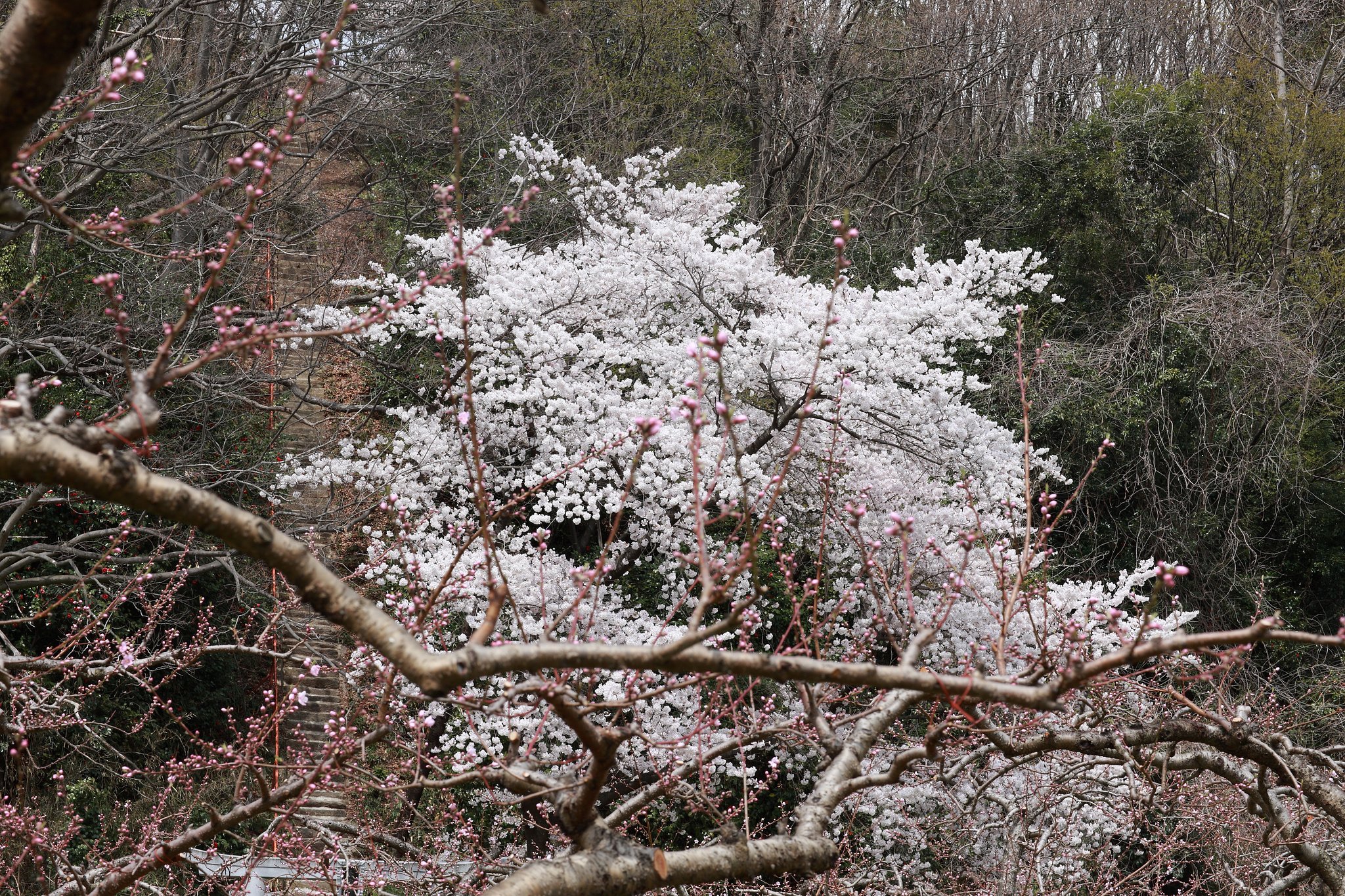 愛宕さまの桜　惨敗・・・