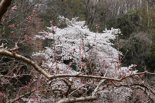 愛宕さまの桜　惨敗・・・