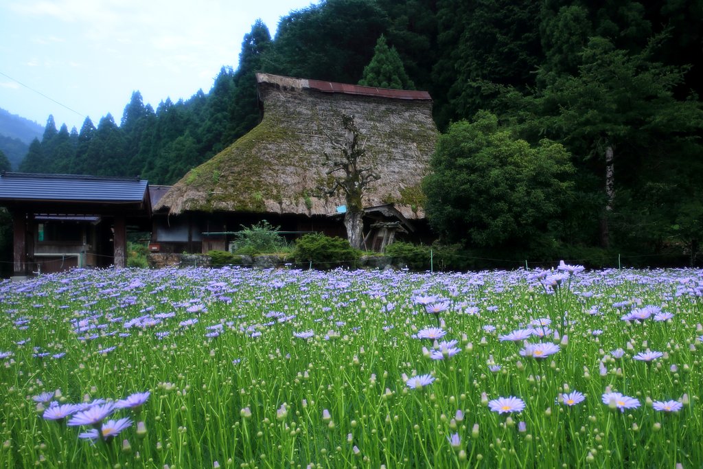 北山友禅菊