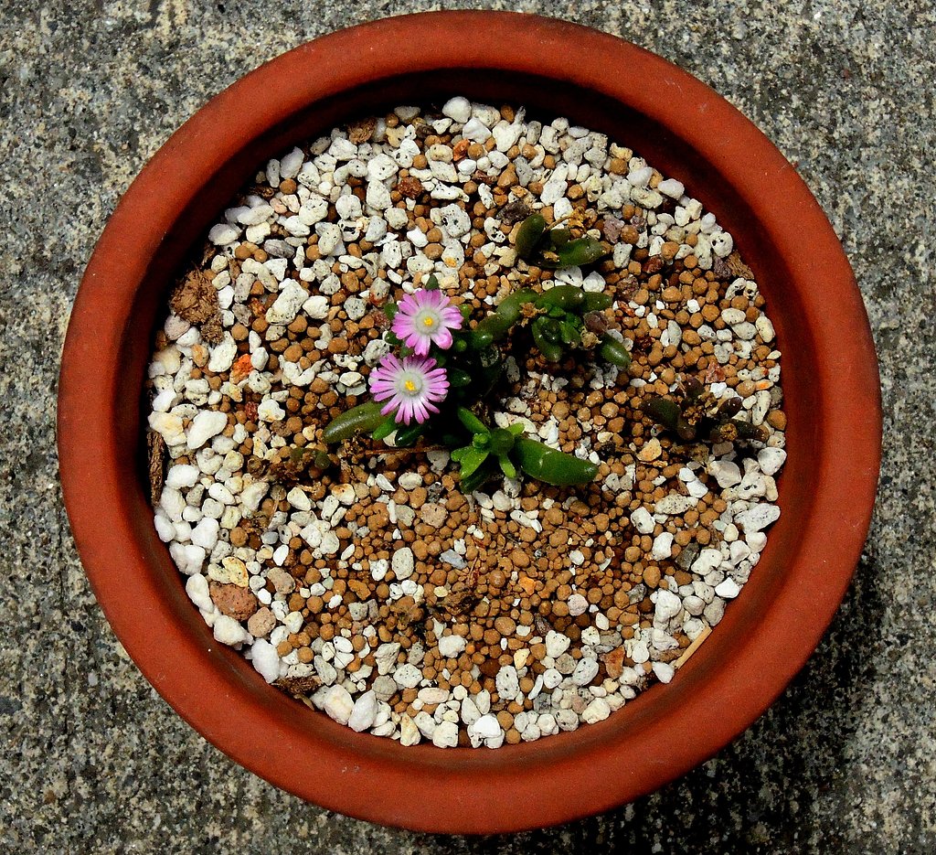 小さな花