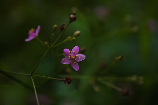 ハゼランに最接近
