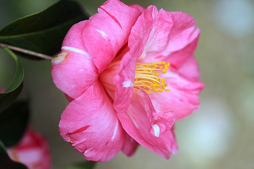 椿の花UP