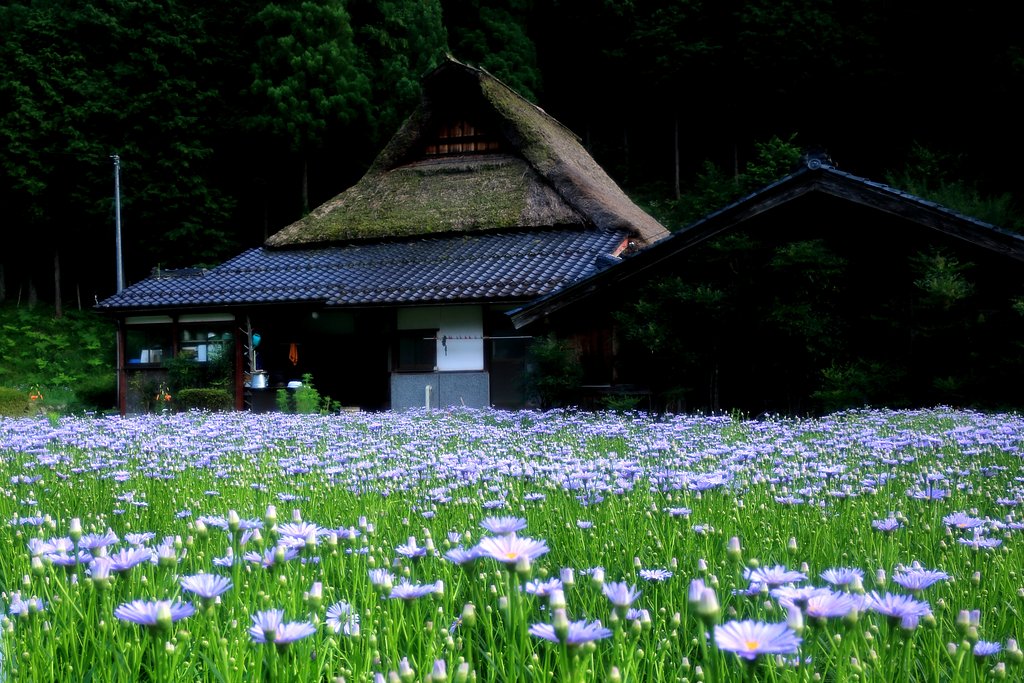北山友禅菊 Ⅱ