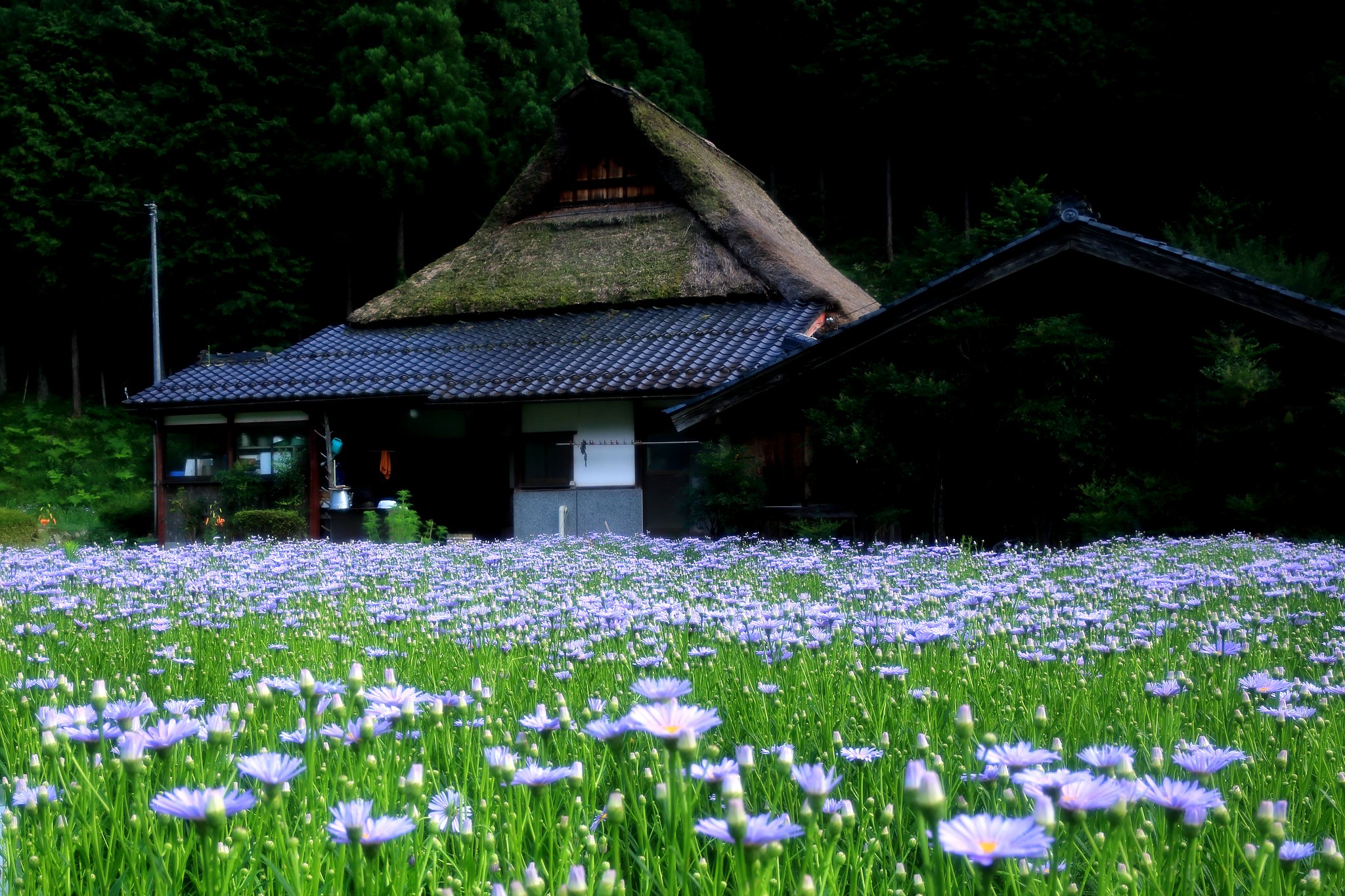 北山友禅菊 Ⅱ