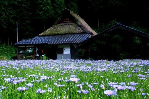 北山友禅菊 Ⅱ