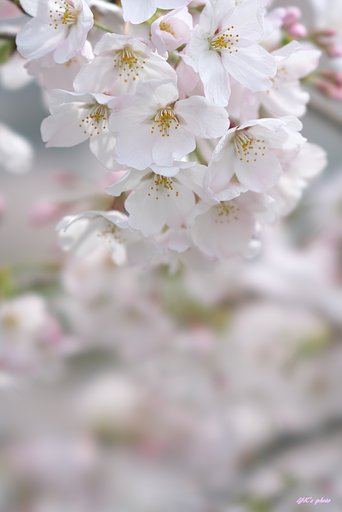 FE100mm F2.8 STF GM OSS