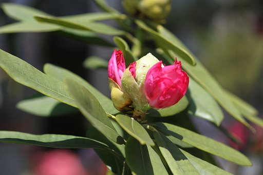 石楠花が開き始めました。