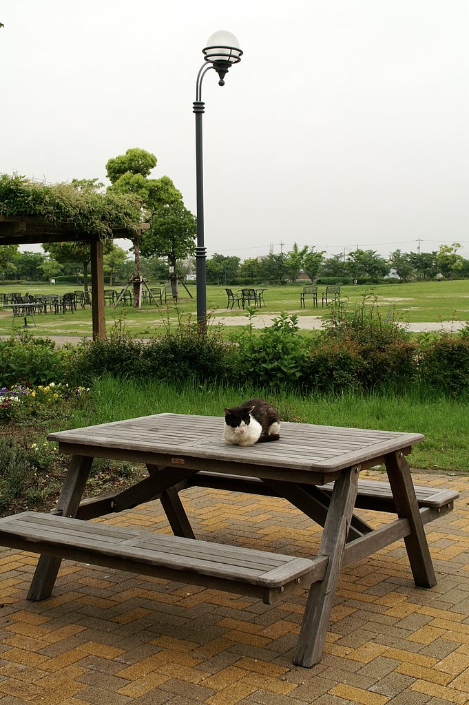 五月の雨間のねこさん　３