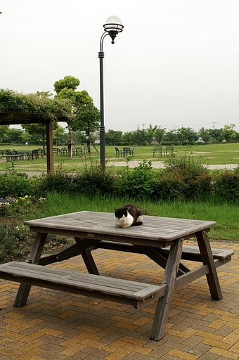 五月の雨間のねこさん　３
