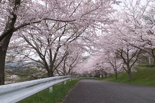 日本中