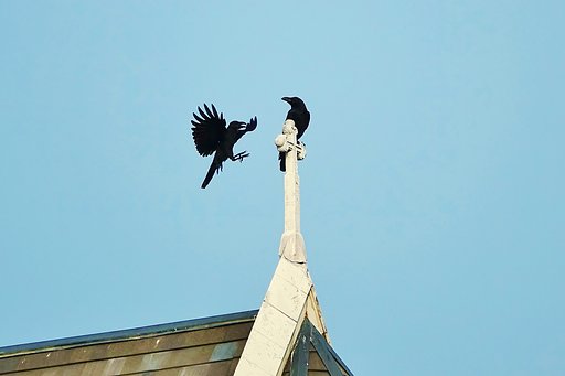 ハシブトガラス