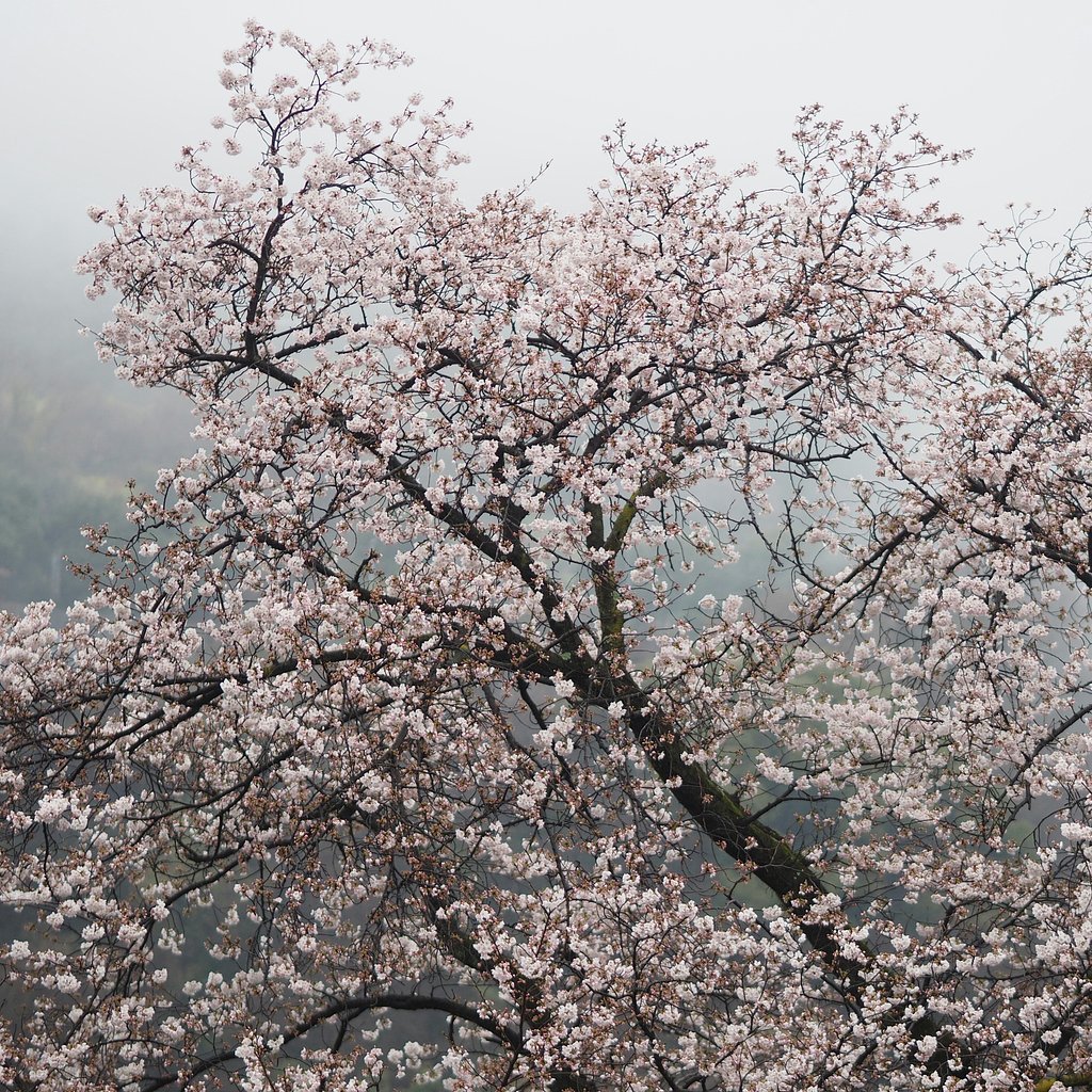 雨に煙る風景ーその３