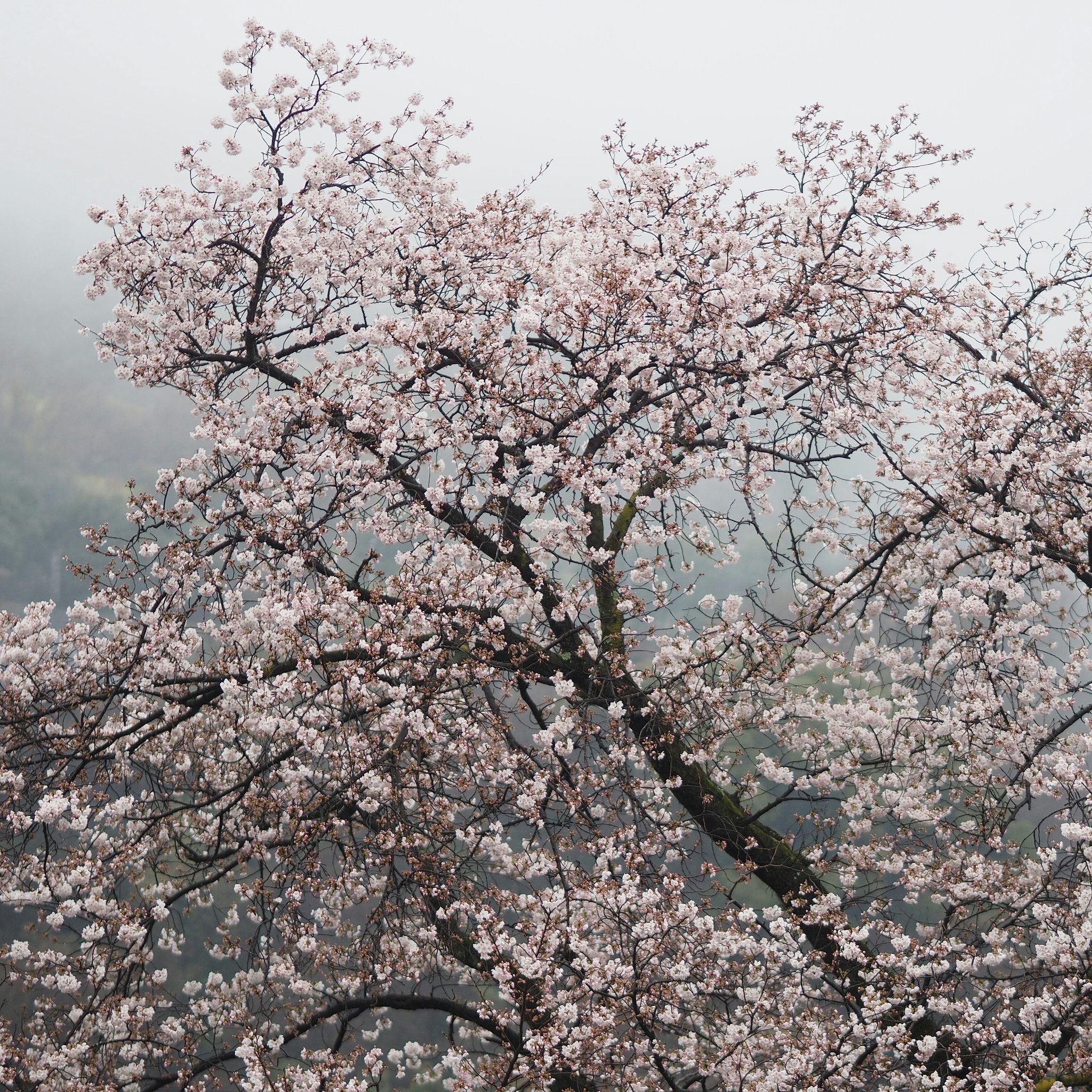 雨に煙る風景ーその３